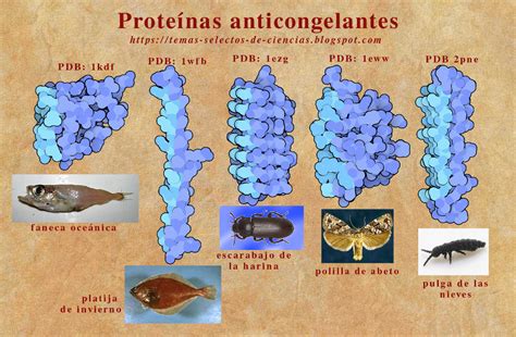 Esquema que ilustra el proceso de unión de las proteínas anticongelantes a los núcleos de hielo para inhibir su crecimiento celular.