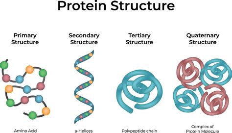 Diagrama comparativo: estructura molecular de una proteína anticongelante interactuando con una red cristalina de hielo vs. agua líquida.