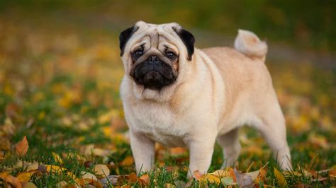 Foto de un Pug con su característica cara chata y arrugas