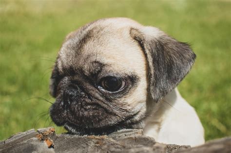 Cachorro de Pug jugando