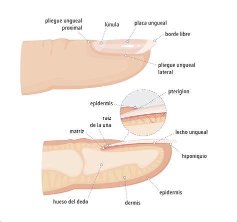 Ilustración de un pie envejecido mostrando cambios en la piel, uñas y forma.