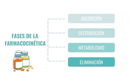 Diagrama de las fases de la farmacocinética: absorción, distribución, metabolismo y excreción