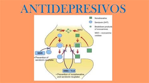 Representación esquemática de la acción de los tratamientos anti-amiloides en el cerebro