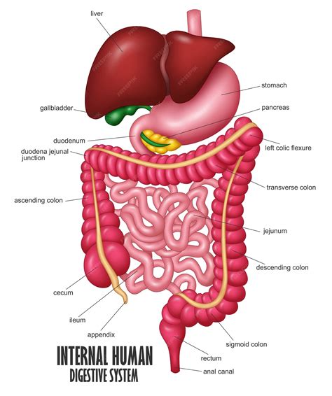 Ilustración de las partes del sistema digestivo