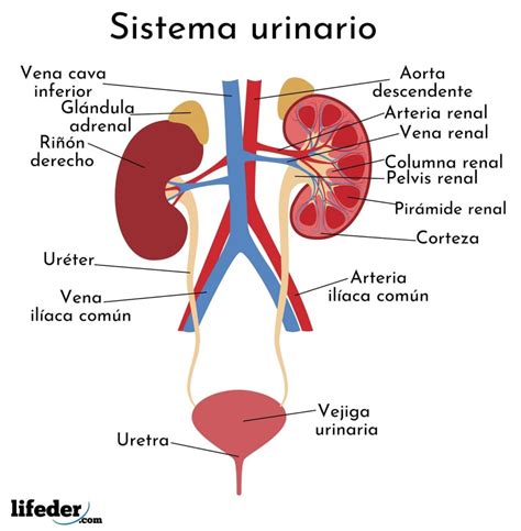 Esquema del sistema urinario con las partes afectadas por una ITU