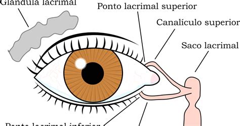 Esquema del ojo con la glándula lagrimal y los conductos