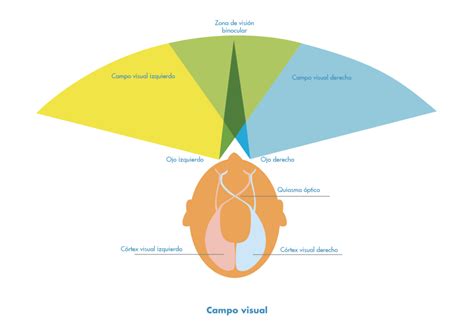 Diagrama que muestra los límites del campo visual humano
