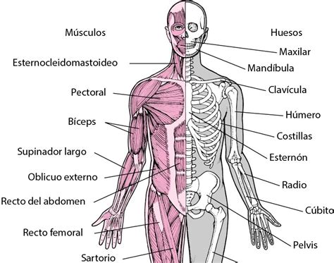 Esquema del sistema musculoesquelético humano