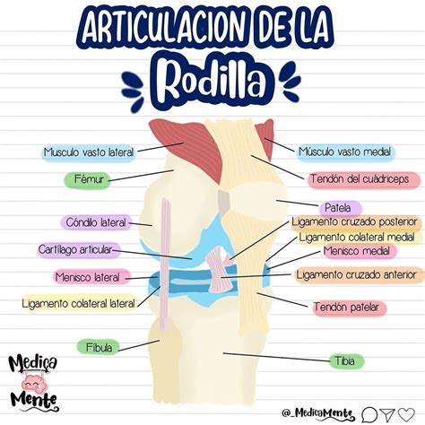 Esquema de las articulaciones de la cadera y rodilla con indicación de zonas de dolor