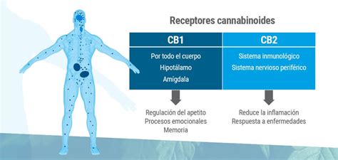 Esquema simplificado de los receptores cannabinoides CB1 y CB2 en el cerebro y el sistema inmune, y cómo los cannabinoides interactúan con ellos.