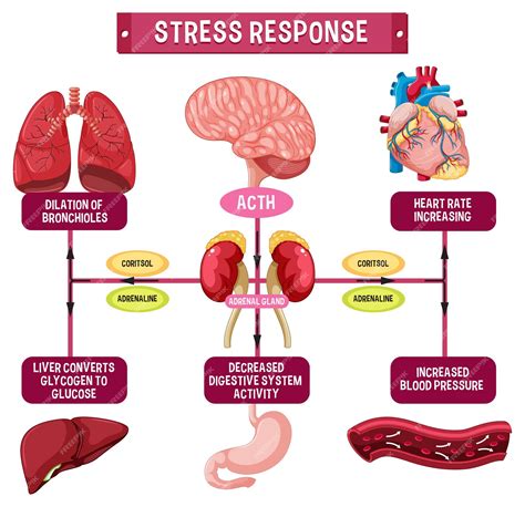 Diagrama explicando la respuesta del cuerpo al estrés y sus efectos en la salud cardiovascular