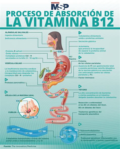 Esquema de las funciones de la vitamina B12 en el cuerpo humano, incluyendo la formación de glóbulos rojos y la salud neuronal