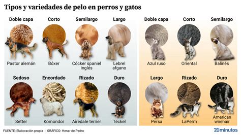 Comparativa visual entre un pelaje opaco y un pelaje brillante y saludable en perros, destacando el efecto de Nutra Gold Salmón.
