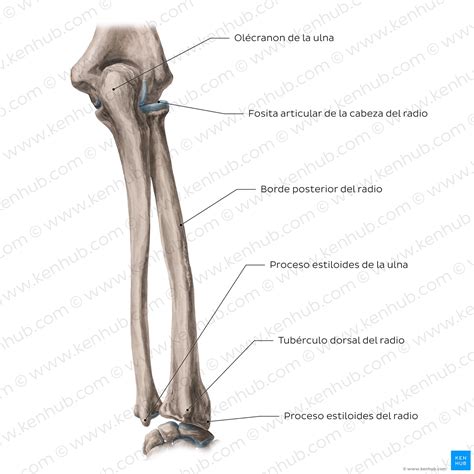 Esquema anatómico de la articulación del codo mostrando húmero, radio, cúbito, olécranon y cabeza radial