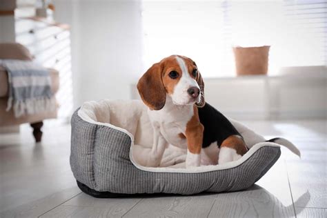 Un pequeño perro descansando en una habitación de B&B pet-friendly en Florencia