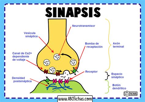Ilustración de neuronas y sinapsis afectadas por la resistencia a la insulina