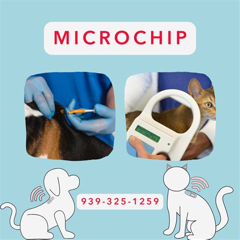 Foto de un perro con un microchip o una ilustración que muestre la ubicación de un microchip en una mascota
