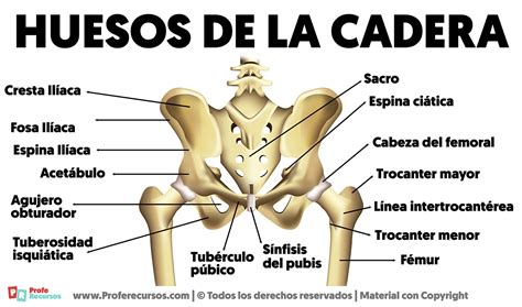 Infografía o esquema sobre la anatomía de la cadera canina y la displasia