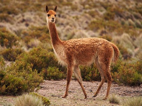Vicuñas pastando en el altiplano chileno con volcanes de fondo