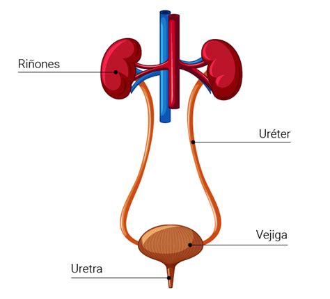 Esquema del tracto urinario con enfoque en la vejiga y uréteres