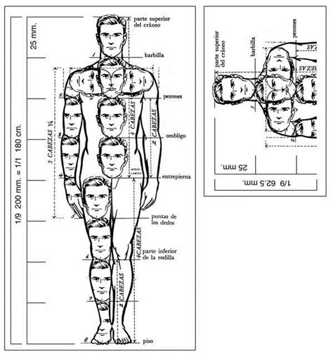 Guía de proporciones del cuerpo humano usando la cabeza como unidad de medida