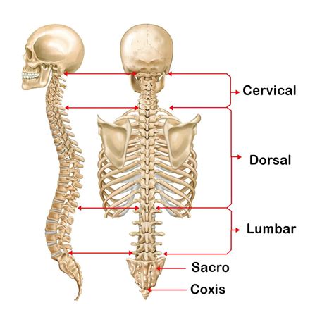 Diagrama de la columna vertebral y la caja torácica con puntos clave