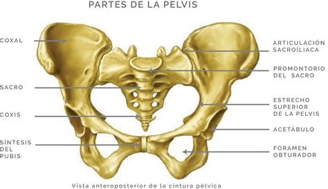 Ilustración de la pelvis humana desde diferentes ángulos con coxales y sacro