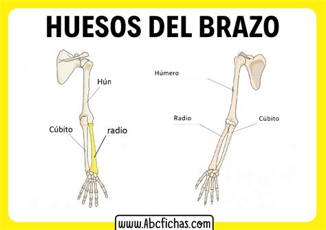 Diagrama de los huesos del brazo y antebrazo (húmero, radio, cúbito)