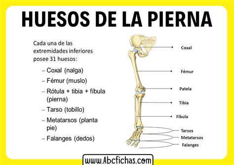 Esquema de los huesos de la pierna y sus curvaturas naturales
