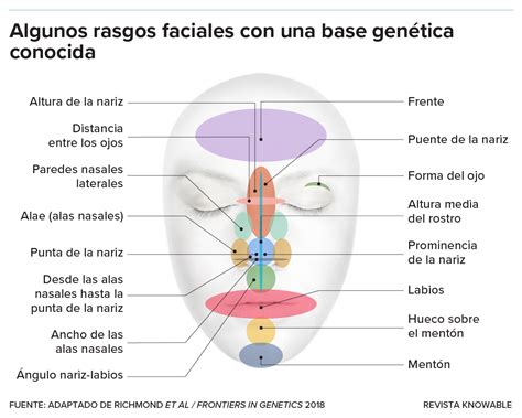 Ilustración de las proporciones y características faciales de un bebé