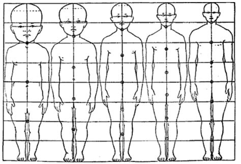 Comparación de proporciones de un niño y un adulto