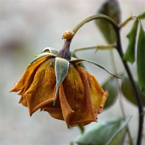 Foto de una flor marchita y caída en un camino