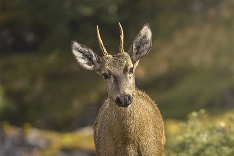 Fotografía o ilustración de un huemul macho adulto mostrando su cornamenta y características distintivas
