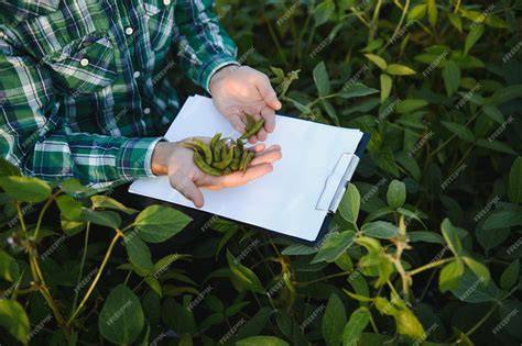 Trabajador agrícola inspeccionando un cultivo en la Región del Maule