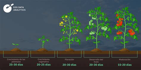 Esquema general de las etapas de cultivo de tomate: desde la siembra en semillero hasta la cosecha mecánica o manual.