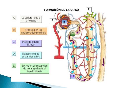 Esquema de la función renal y la filtración sanguínea