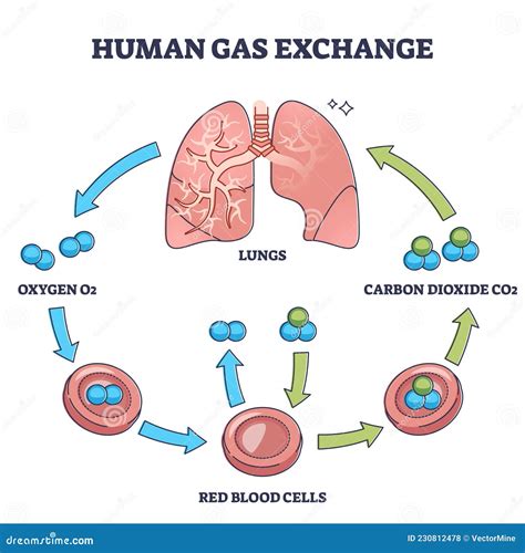 Diagrama del proceso de intercambio de oxígeno en los pulmones y su transporte por la sangre.