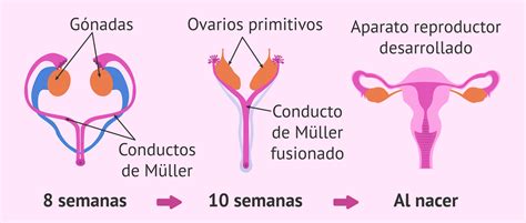 Esquema anatómico del aparato reproductor femenino que ilustra la ubicación del útero, ovarios y trompas de Falopio en relación con la vejiga y el recto.