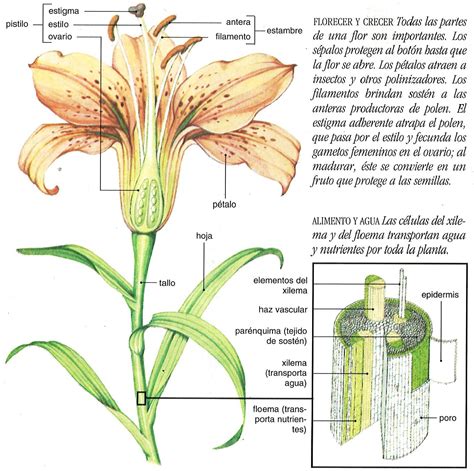 Ilustración botánica detallada que muestra la estructura de la planta, incluyendo sus hojas lanceoladas, flores amarillas y aquenios con mechones de pelos.