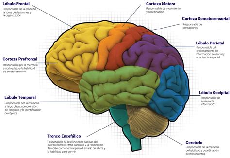 Representación de un cerebro humano mostrando las áreas activadas durante la caminata