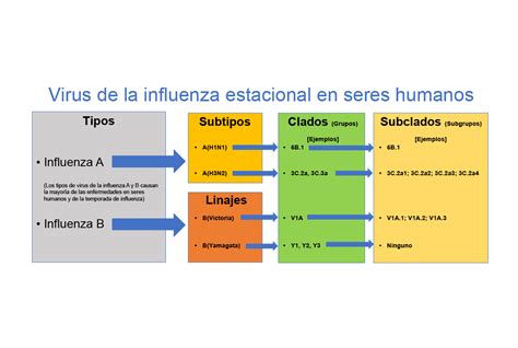 Infografía comparativa de la severidad del virus Influenza A frente al B