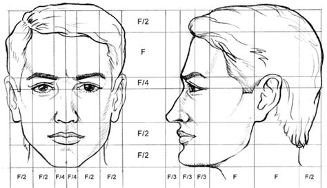 Diagrama de proporciones faciales para un rostro adolescente, mostrando la línea del mentón y la estructura de la mandíbula.