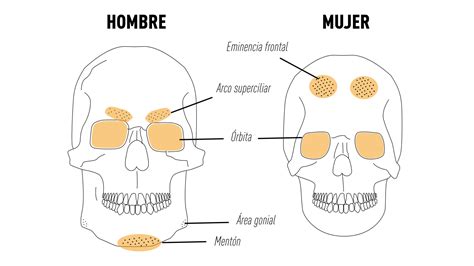 Comparativa de rostros adultos masculino y femenino, destacando diferencias en la mandíbula y el pómulo.