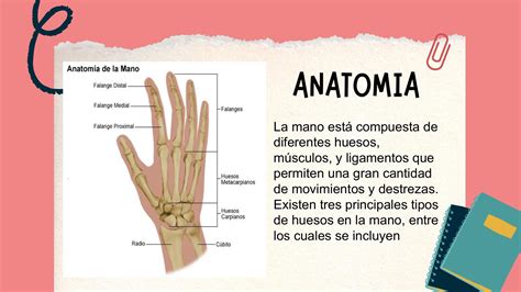 Ilustración de la anatomía de la mano y la muñeca, destacando los músculos y huesos clave para la fuerza de agarre.