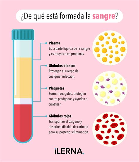 Esquema de los componentes de un examen de sangre común y cómo ayudan al diagnóstico preventivo.