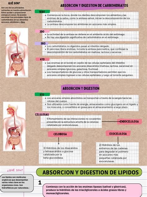 Infografía comparativa: Niveles de absorción según el tipo de actividad y horario de uso