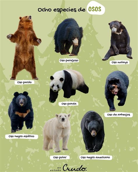 Infografía comparativa de las ocho especies de osos existentes en el mundo y sus hábitats naturales