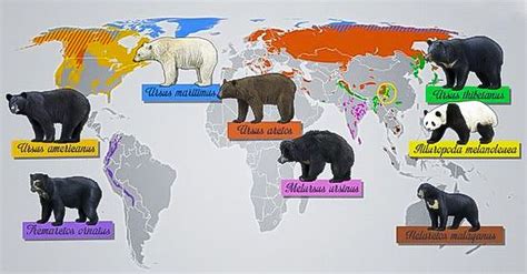 Mapa de distribución mundial de las poblaciones de osos pardos y negros