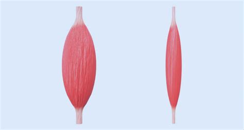 Esquema sobre la pérdida de masa muscular, factores hormonales y beneficios del entrenamiento de fuerza