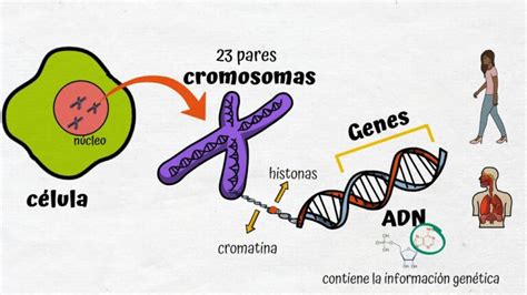 Infografía comparativa: Gen vs. Meme (transmisión biológica frente a transmisión cultural).